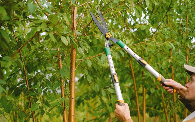 Tree trimming in Lisco, NE